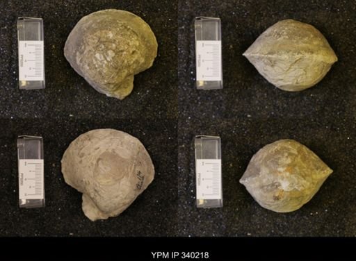 Protocardia texana
