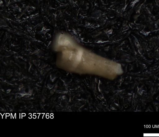 undet. Foraminiferida