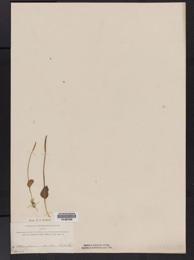 Ophioglossum