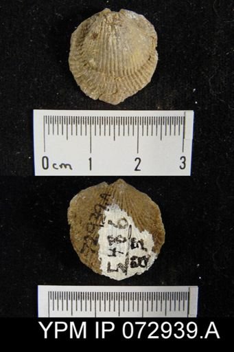 Atrypa tennesseensis