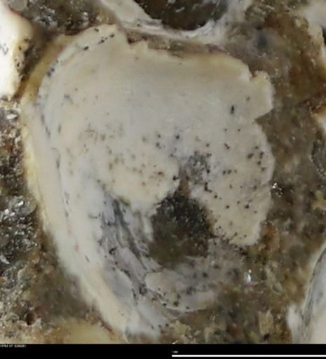 Corbulamella gregaria