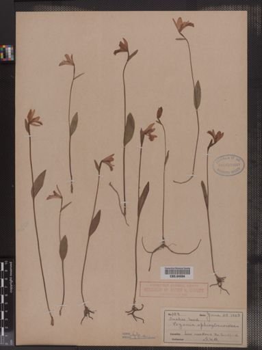 Pogonia ophioglossoides