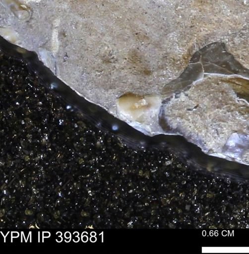 undet. Serpulidae