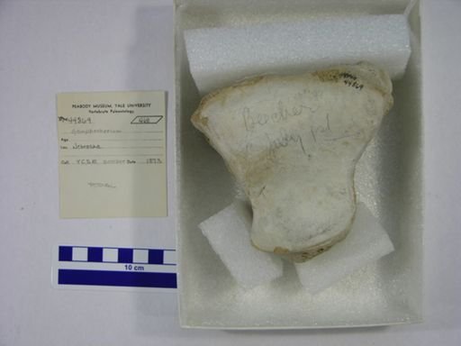 Gomphotherium sp.