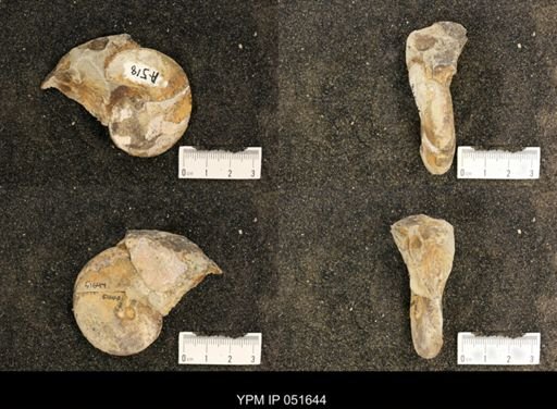 Hoploscaphites nicolletii