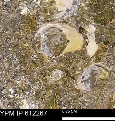 undet. Bivalvia