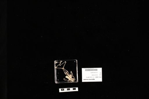 Agalychnis moreletii