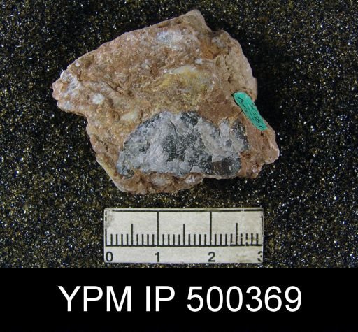 taxon undetermined