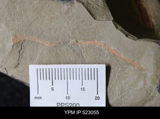 undet. Annelida