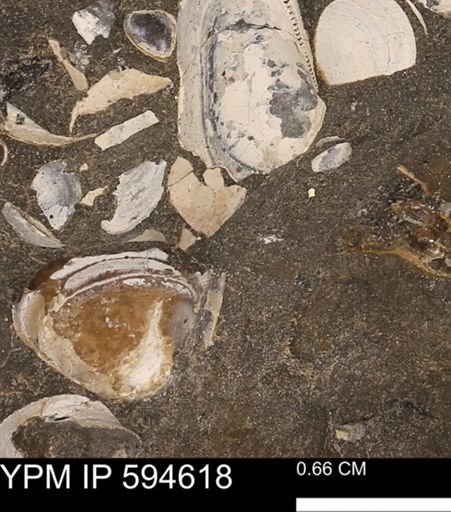 Protocardia sp.