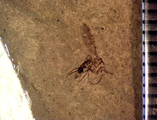 Diptera?
