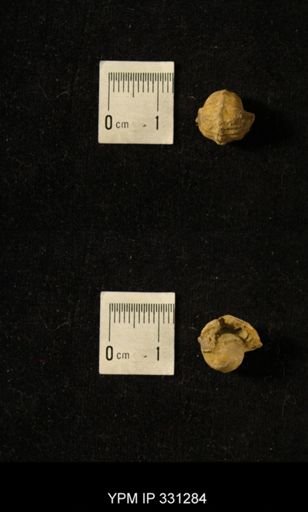 Pharkidonotus tricarinatus