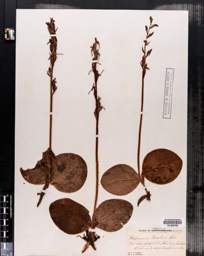 Habenaria