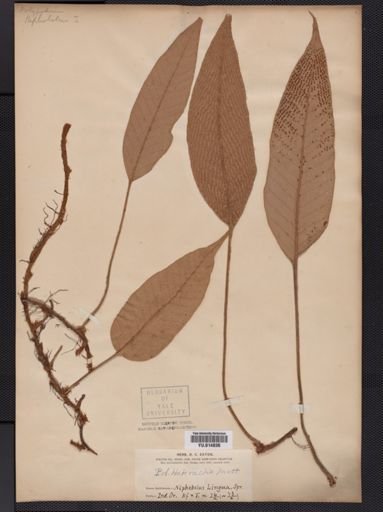Cyclophorus