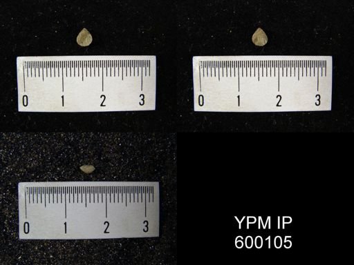 Camarotoechia whitei