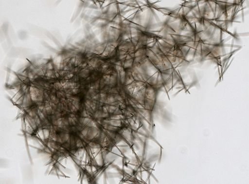 Haliclona (Gellius) sp.