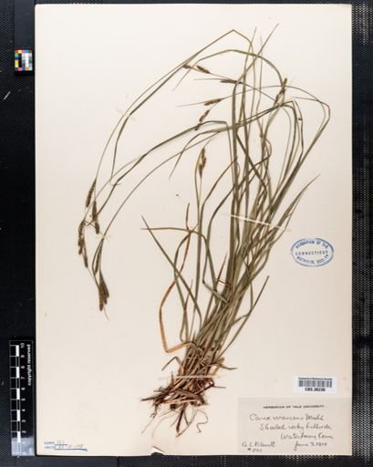 Carex virescens