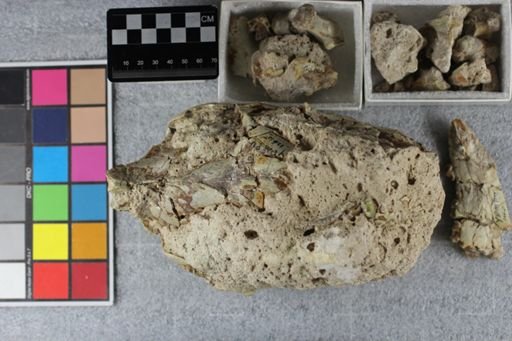 Merycoidodon culbertsoni culbertsoni