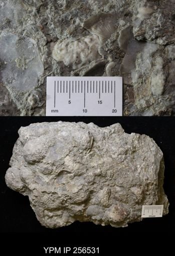 Dolatocrinus asterias