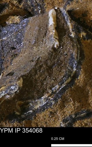 undet. Bivalvia