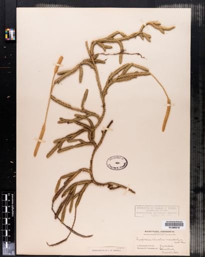 Lycopodium clavatum