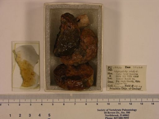 Vertebrata