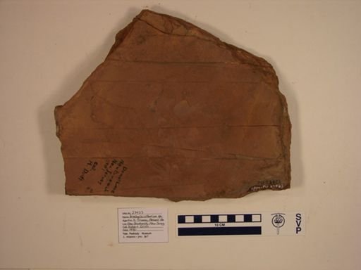 Brachychirotherium sp.
