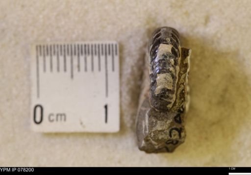 Hoploscaphites comprimus