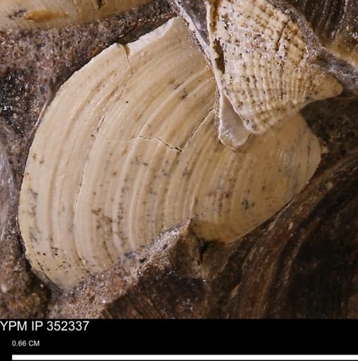 Limopsis striatopunctatus