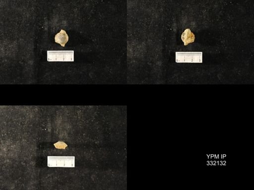 undet. Orthoidea