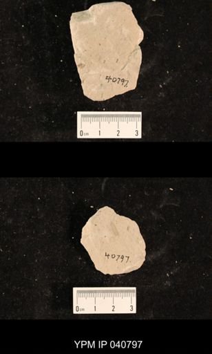 Ephemeroptera