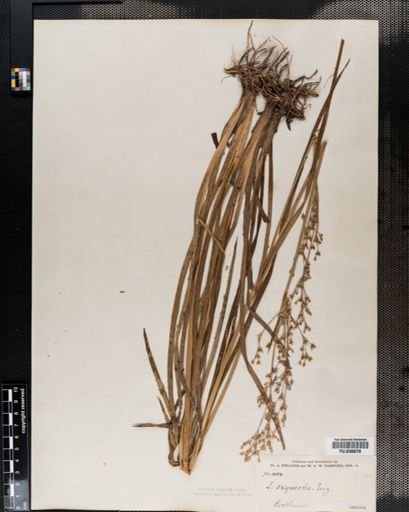 Juncus