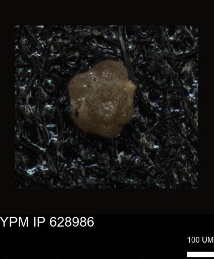 undet. Foraminiferida