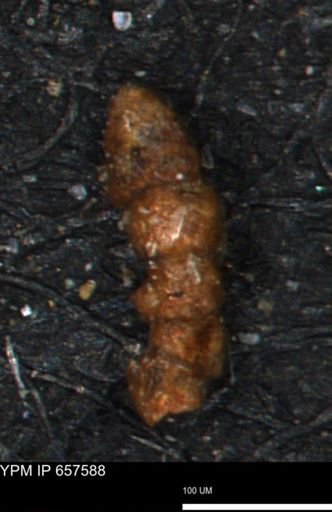 Ammobaculites?