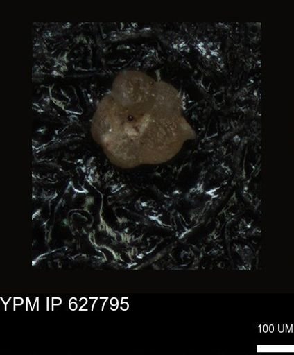 undet. Foraminiferida