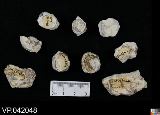 undet. Actinopterygii