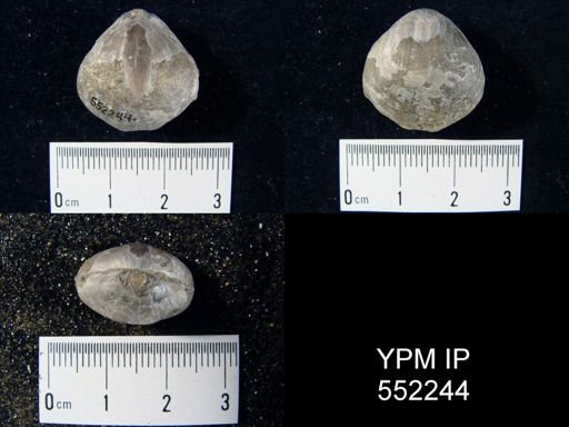 Whitfieldella intermedia
