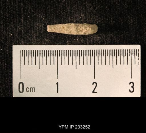 Archaeocidaris sp.