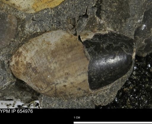 Cylichna sp.
