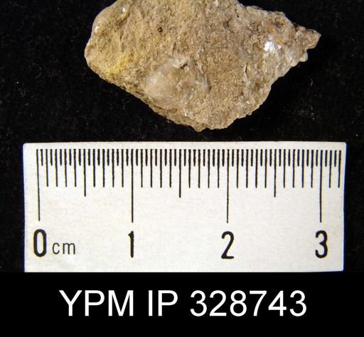 undet. Brachiopoda