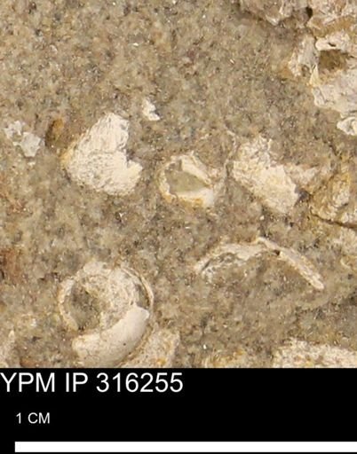 undet. Mollusca