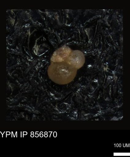 undet. Rugoglobigerinidae