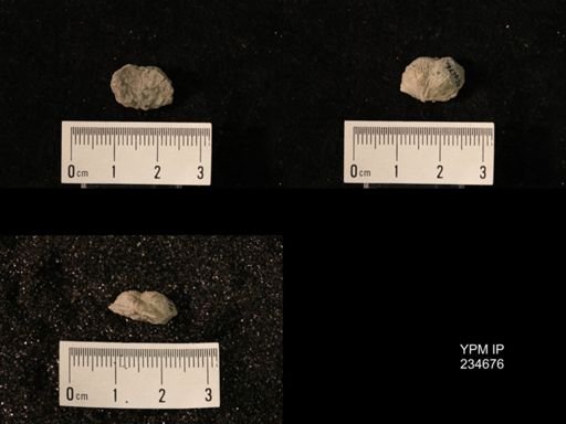 Marginifera splendens