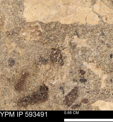taxon undetermined