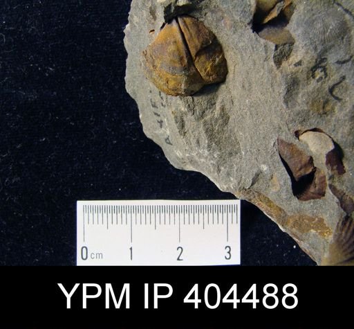 Cyrtina sp.