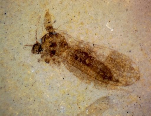 undet. Pterygota