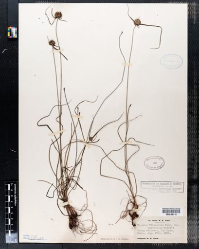 Cyperus filiculmis