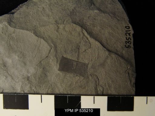 undet. Eurypterida