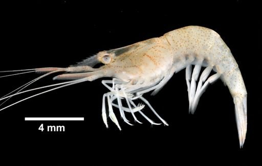 Palaemonetes pugio