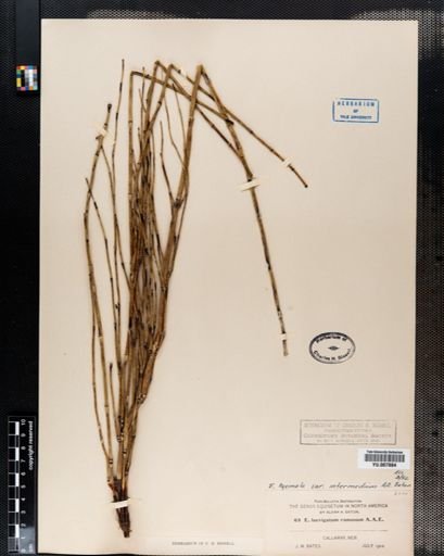 Equisetum hyemale